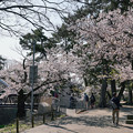 写真: 桜　2023　（９）