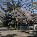 写真: 桜　2023　（１０）