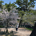 写真: 桜　2023　（１３）
