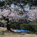 写真: 桜　2023　（１５）