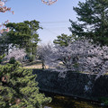 写真: 桜　2023　（１６）