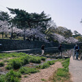 写真: 桜　2023　（２０）