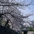 写真: 桜　2023　（２２）