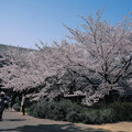 写真: 桜　2023　（２９）