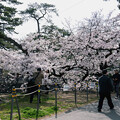 写真: 桜　2024　（４）