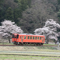 桜とキハ１２０