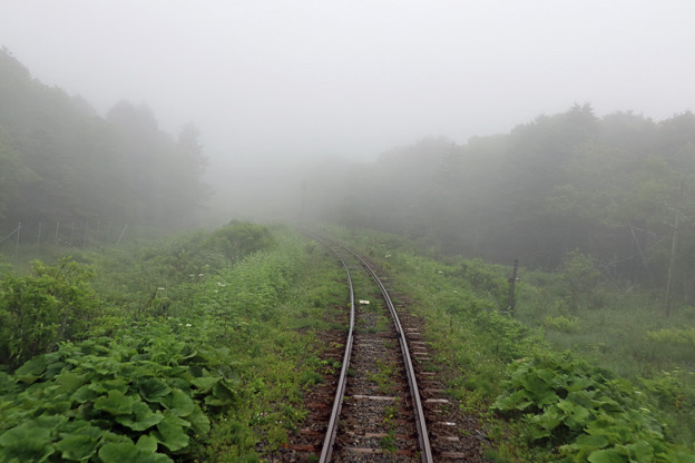 写真: 濃霧の花咲線