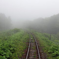 写真: 濃霧の花咲線