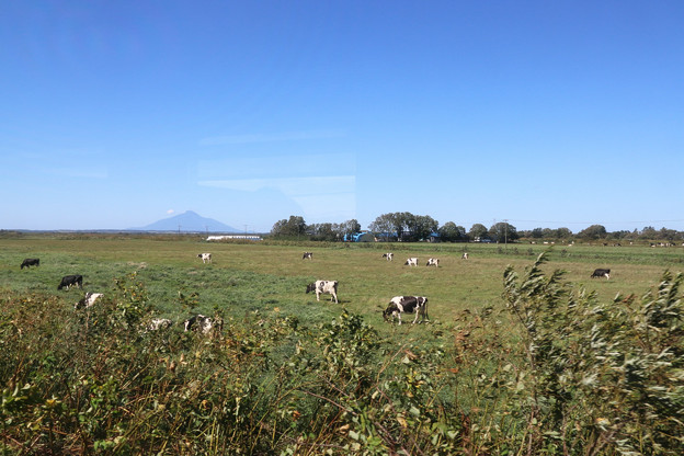 写真: 牧場と利尻富士