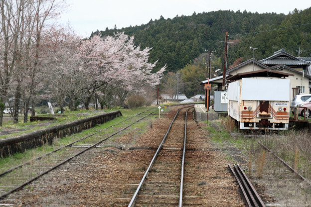 阿木駅の桜