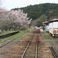 阿木駅の桜