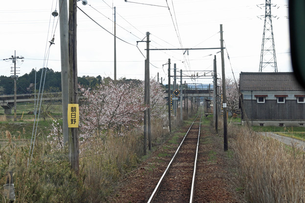 朝日野駅付近の桜