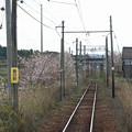 写真: 朝日野駅付近の桜