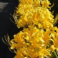 写真: 道端の黄色い彼岸花