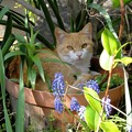 写真: ムスカリと植木鉢の猫