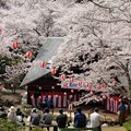 Photos: 桜祭り
