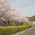 Photos: 道路沿いに桜