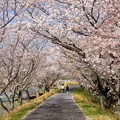Photos: 桜のトンネル