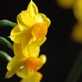 写真: 黄色い水仙