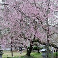 写真: 枝垂れ桜