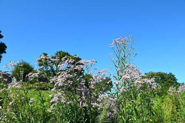 写真: 里山風景　青空の下で咲く
