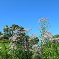 写真: 里山風景　青空の下で咲く