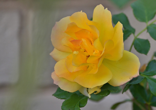 写真: 黄色の薔薇