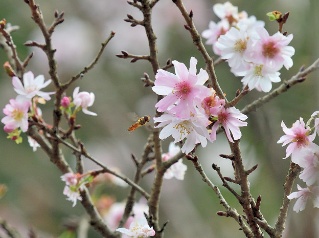 写真: 十月桜にハナアブさんが