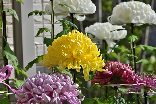 写真: ご近所さんの菊の花