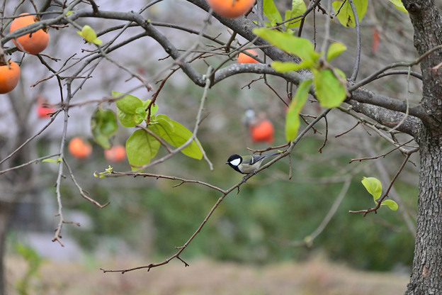 写真: 柿の木にシジュウカラ