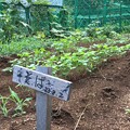 写真: 蕎麦の栽培