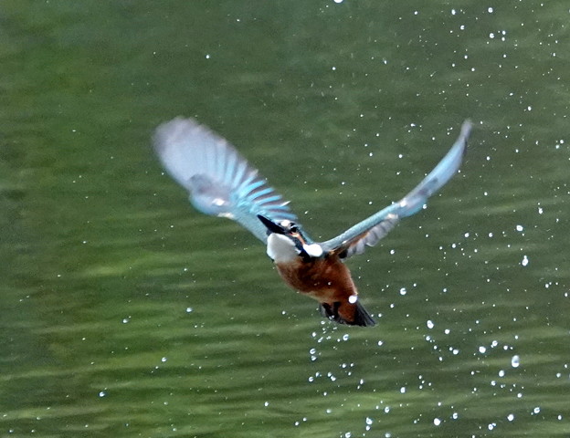 写真: カワセミ飛翔