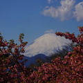 写真: 富士と桜