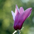 写真: 紫木蓮の花