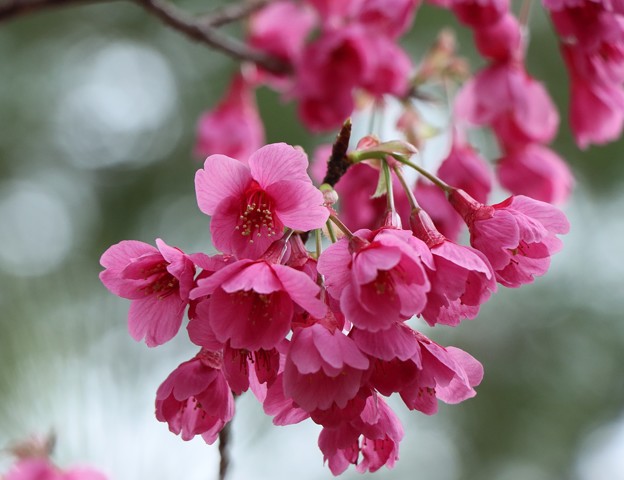 カンヒザクラ（寒緋桜）　バラ科