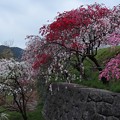 Photos: カナメ神宮ゲンペイハナモモ（源平花桃）　バラ科