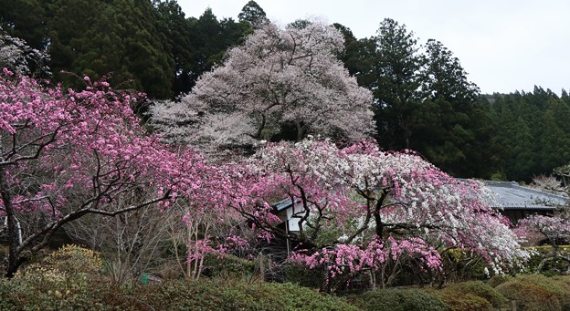 写真: 熊平の薄墨桜（エドヒガン）樹齢130年　　樹高14ｍ　　幹周　3.3ｍ