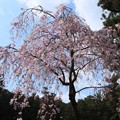 写真: 小国神社ヤエベニシダレザクラ（八重紅枝垂れ桜）　バラ科