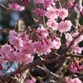 Photos: ヤエベニシダレザクラ（八重紅枝垂れ桜）　バラ科