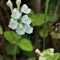 写真: 白花コバノタツナミソウ（小葉の立浪草）　シソ科