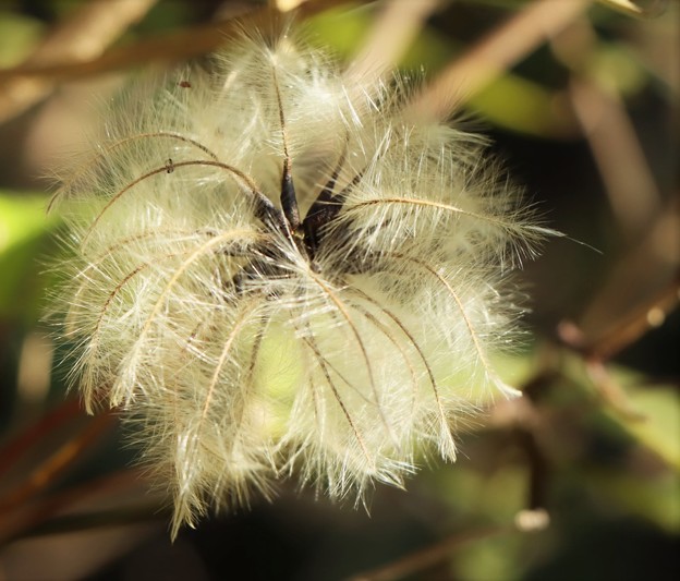 写真: ハンショウヅル（半鐘蔓）　　キンポウゲ科綿毛
