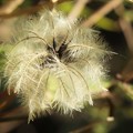 写真: ハンショウヅル（半鐘蔓）　　キンポウゲ科綿毛