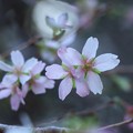 Photos: シキザクラ（四季桜）　バラ科