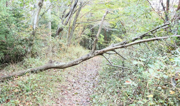 富幕山登山道１１月7日朝倒木あり・・・１１月９日排除済
