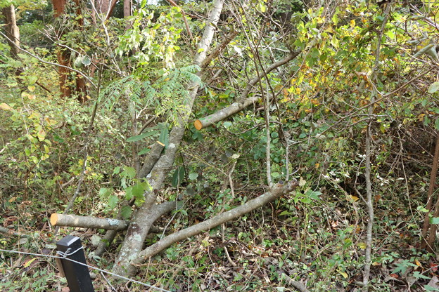 写真: 富幕山先日の登山道ふさぐ倒木（K）さんが処理してくれました。