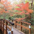 写真: 森林公園紅葉