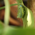 Photos: アサギマダラ（浅葱斑）　タテハチョウ科の幼虫