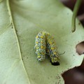 写真: アサギマダラ（浅葱斑）　タテハチョウ科幼虫