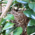 Photos: 鳥の巣が・・・