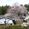 写真: 熊平の薄墨桜（エドヒガン）バラ科樹齢130年　　樹高14ｍ　　幹周　3.3ｍ